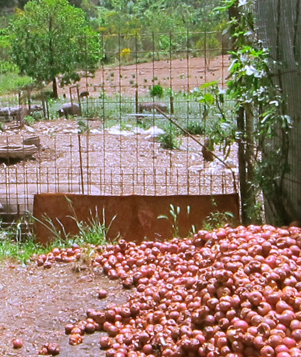 Rotten Apples