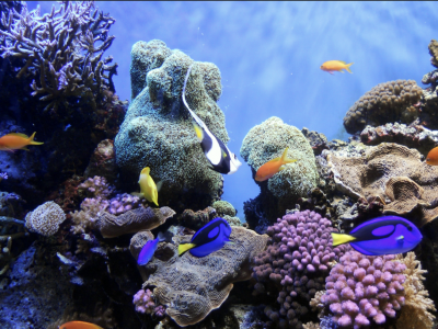 Coral