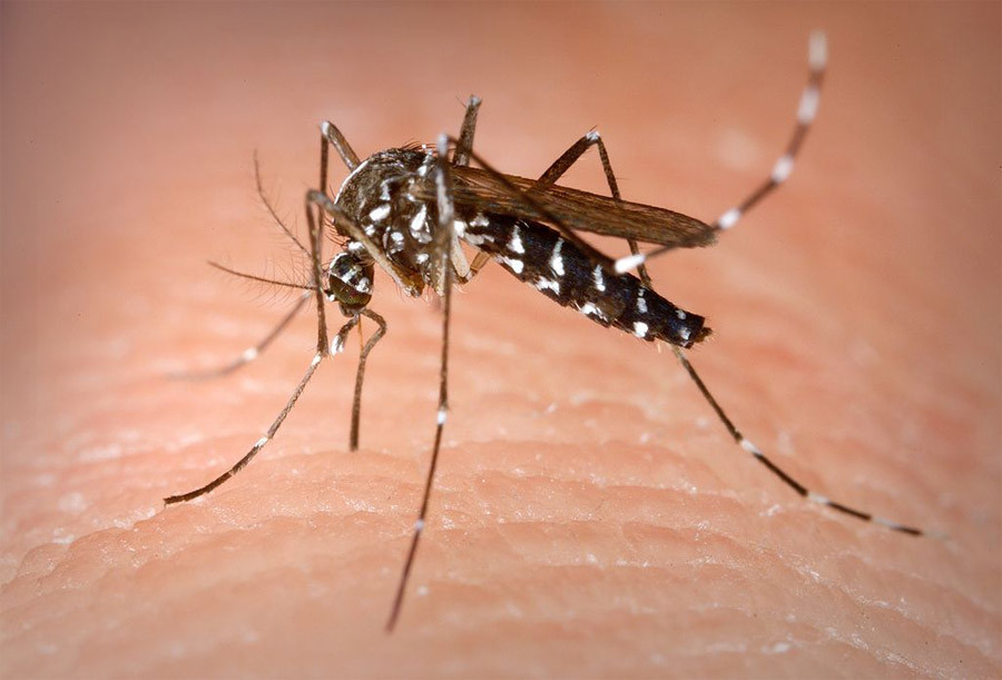 Tiger Mosquito. (Pic: Centers For Disease Control)