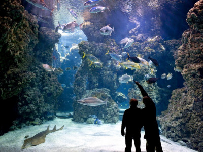 People looking at the aquarium