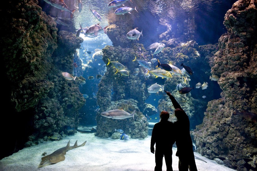 People looking at the aquarium