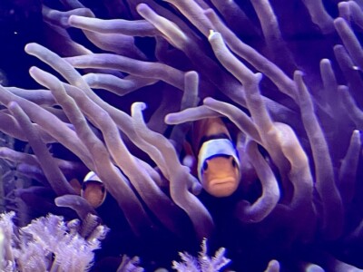 monaco-life-news-monte-carlo-coral-clown-fish