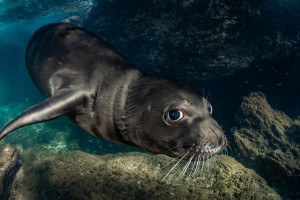 monk seal alliance