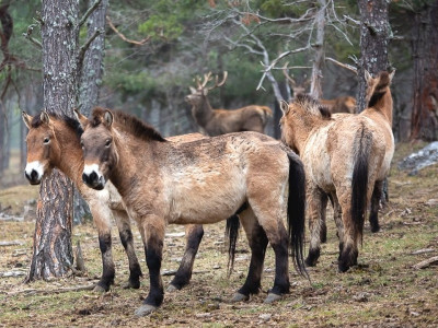 rewilding monts d'azur