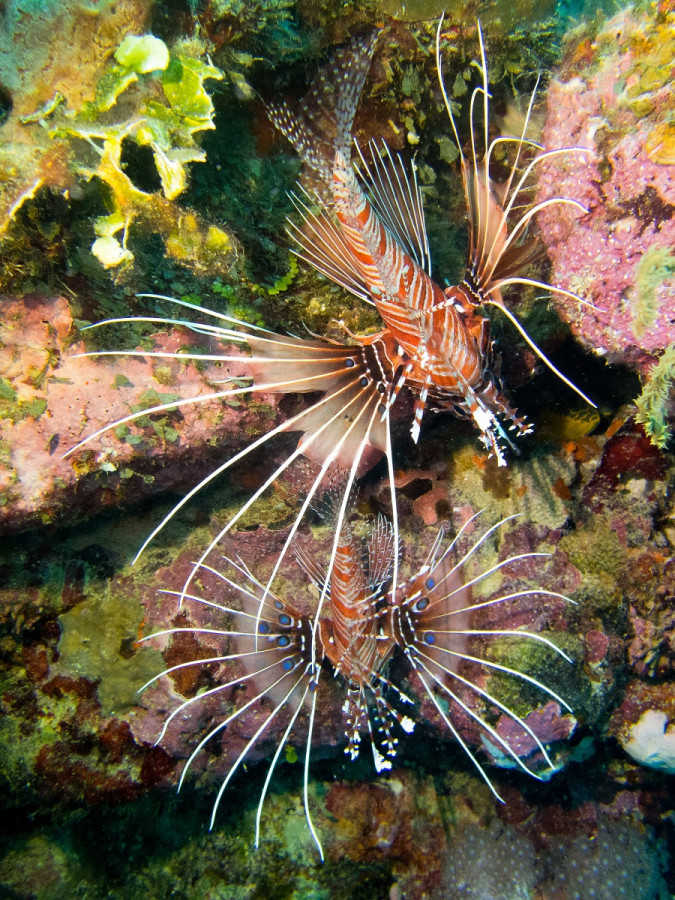 lionfish monaco