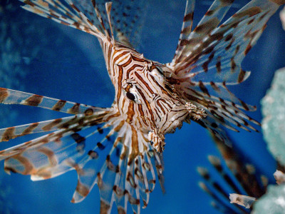 lionfish monaco