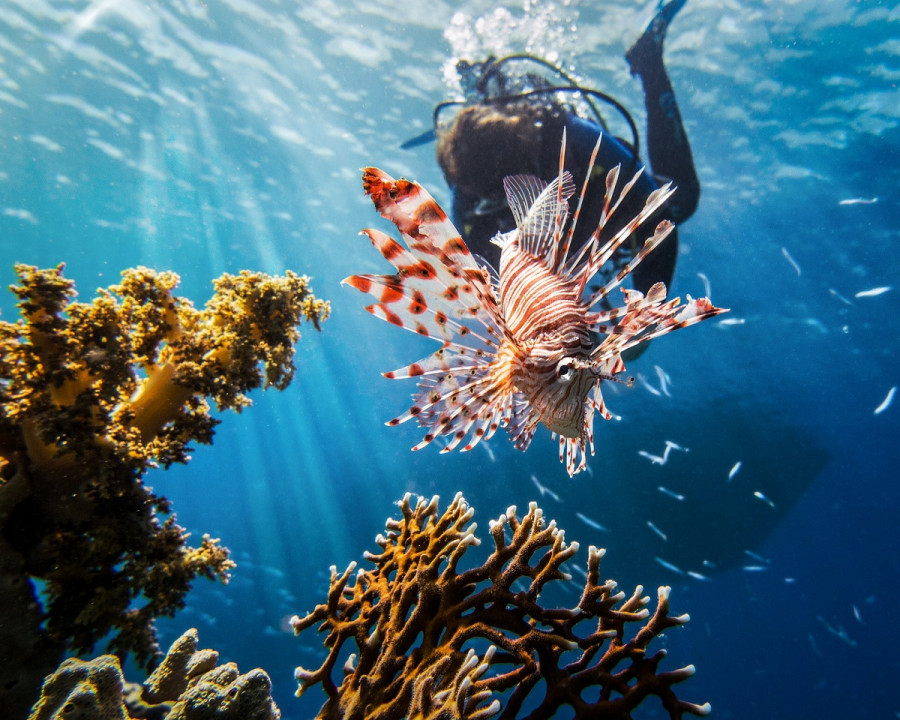 lionfish monaco