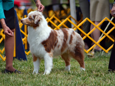 monaco international dog show