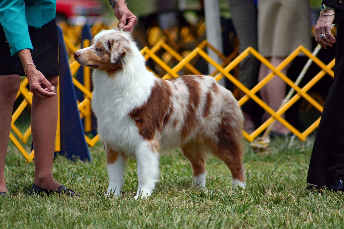 monaco international dog show