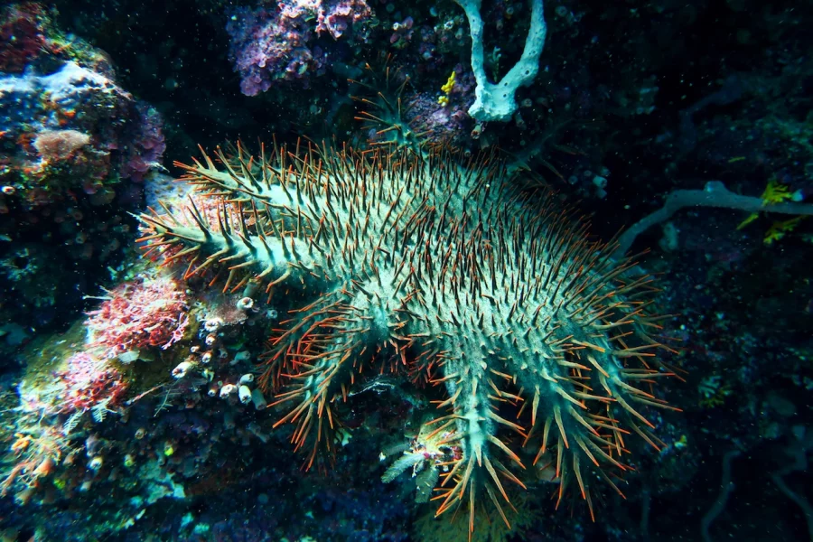 coral reef diversity