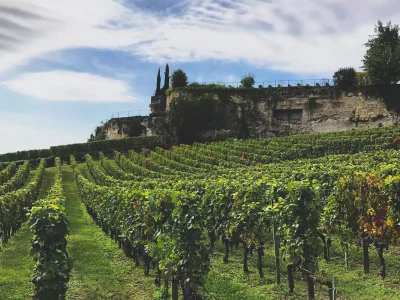 france surplus wine