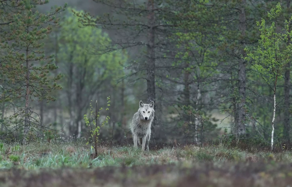 europe wolf