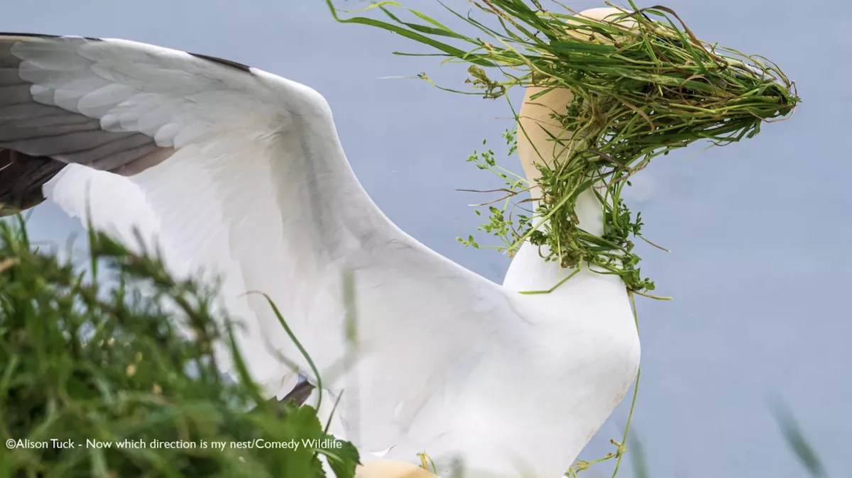 Drop everything – the world’s funniest wildlife photos are here and open for a public vote