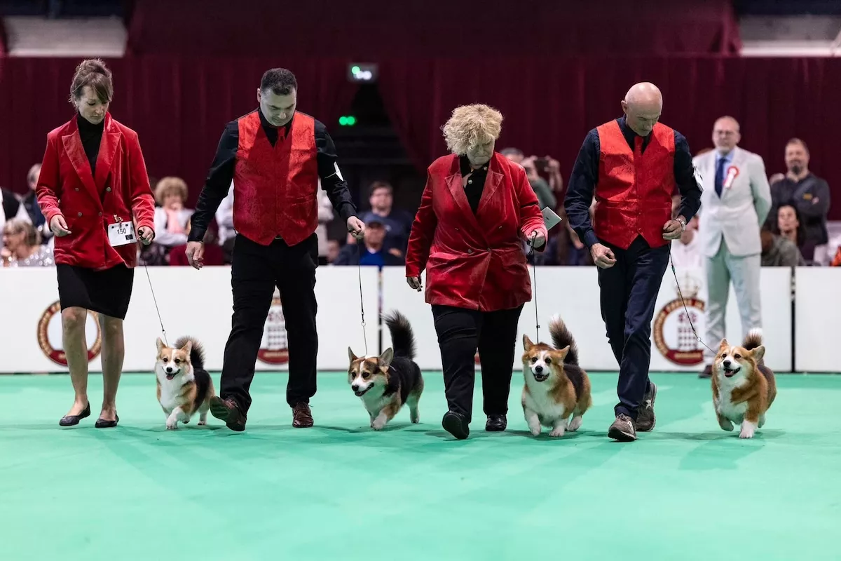 Monaco International Dog Show returns to Fontvieille this weekend